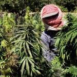 Lebanese farmers harvests cannabis plants at a place somewhere in the Bekaa Valley (File photo) AFP PHOTO / Ramzi Haidar