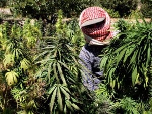 Lebanese farmers harvests cannabis plants at a place somewhere in the Bekaa Valley (File photo) AFP PHOTO / Ramzi Haidar 