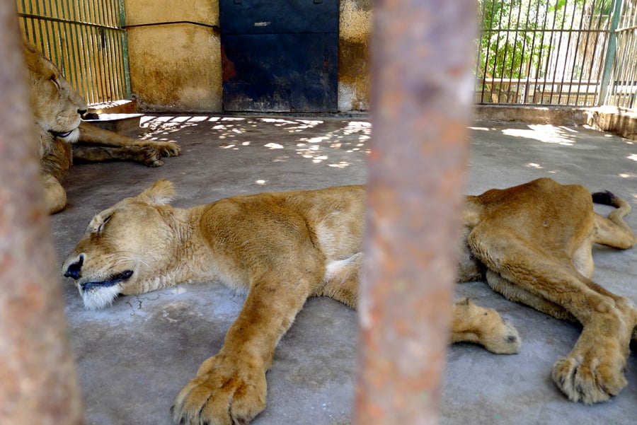 Lioness from Alexander zoo in the later stages of a fatal illness. Several other of the 32 lions kept at the zoo are also alleged to also be suffering from disease but officials refuse to discuss the subject Khaled Elbarky