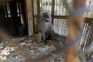 Baboons are naturally social creatures that need a large habitat to roam, however in Tanta zoo this baboon is kept alone in a cage measuring 1.5 metre by 1.5 metre cage Khaled Elbarky