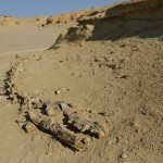 Fossilised whale skeletons, Wadi Al Hittan, Fayoum Governorate Rachel Adams / DNE