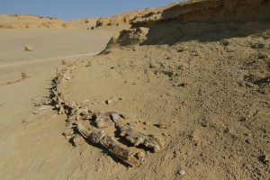 Fossilised whale skeletons, Wadi Al Hittan, Fayoum Governorate Rachel Adams / DNE