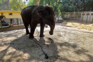 Female Asian elephant in Giza zoo. Although already 49 years old, she is kept chained up all day and used for photo sessions with park visitors Khaled Elbarky