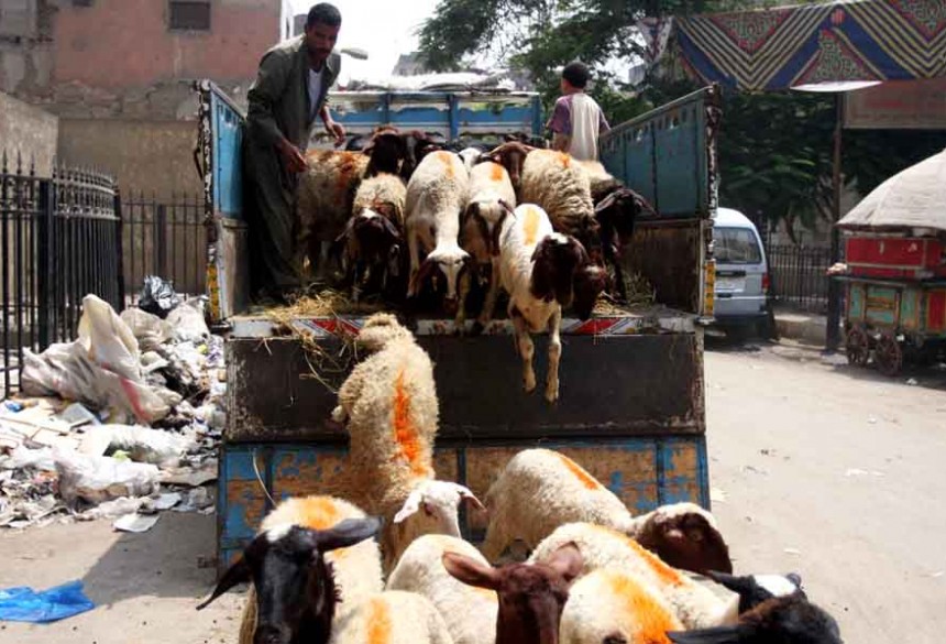 Animals are brought into Cairo for ritual slaughter during celebrations for Eid Al-Adha (Photo by Hassan Ibrahim)