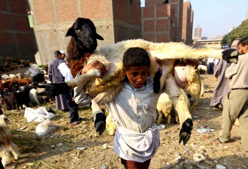 An animal is carried off for ritual slaughter during celebrations for Eid Al-Adha (Photo by Hassan Ibrahim)