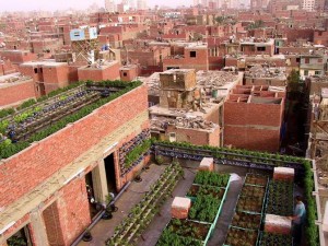 Shagara rooftop garden in one of Cairo's impoverished neighbourhoods  Courtesy of Shagara Facebook page