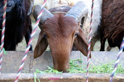 Animals are cattle trade season pressured by COVID-19 ahead of Eid al-Adha