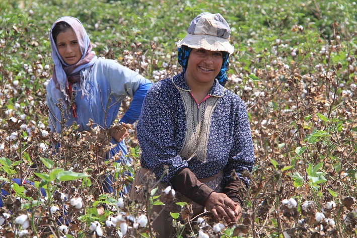 Women picking cotton in rural Egypt