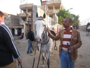 Mahmoud Ahmed, standing besides “the boss”, one of the two horses he sold to keep his business running Adham Roshdy