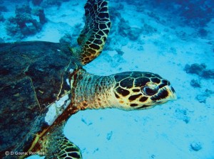 Sea turtles are plentiful in the Red Sea Courtesy of elgouna.com