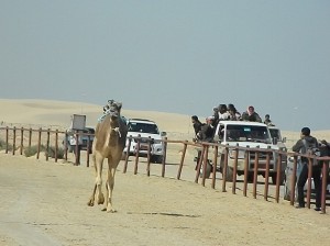 Camels are cheered on by supporters riding alongside in pick ups Nasser El-Azzazy