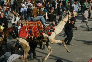 Man riding a camel charges through lines of protesters near the Egyptian Museum in CarioAFP Photo