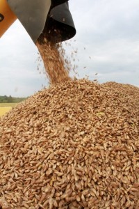 Egypt is the world’s largest wheat importer. (AFP Photo)