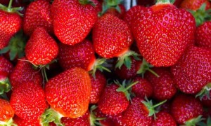Egypt, the fourth largest producer of strawberries in the world, produced 240,000 tonnes of strawberries in 2010. The US Embassy valued strawberry production at $330m a year (AFP Photo)