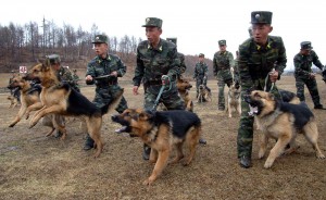 This photo taken on April 6, 2013 and released by North Korea's official Korean Central News Agency (KCNA) on April 7, 2013 shows North Korean soldiers taking part in a training with military dogs at an undisclosed location.  South Korea and the US postponed a major military meeting due to take place in Washington, an official said on April 7 as Seoul was on high alert for potential attacks from North Korea. (AFP Photo)