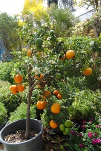 The new hybrid orange tree (Photo by Abdel-Rahman Sherief)