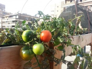 Tomatoes grown in a rooftop farm (Photo courtesy Schaduf Facebook page)