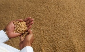 The ministry will start receiving wheat from local farmers by mid April (AFP Photo) 