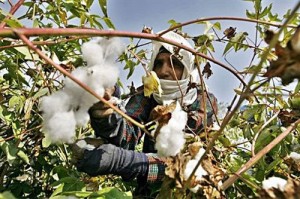 Egypt’s cotton exports fell by 40.6% in the first quarter of the agricultural season September-November 2012 (AFP Photo)