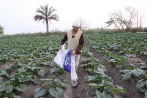 Al-Sisi plans to offer between 50,000 and 100,000 acres of lands to various Egyptian governorates to help with housing, agriculture and industrial projects (Photo by Hassan Ibrahim) 