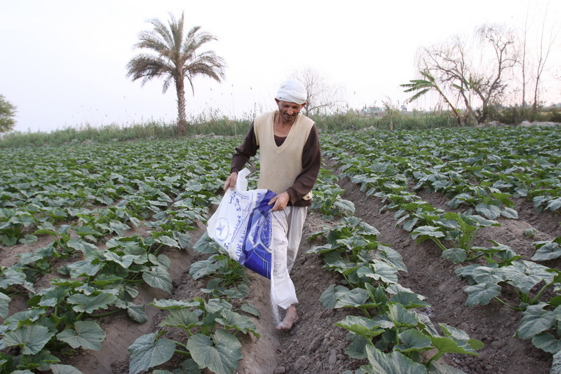 Farming egypt fertilizers